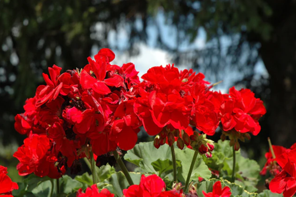 Red geraniums