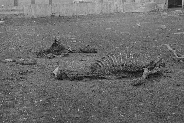 Horse bones during the Great Depression